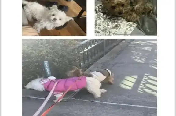 Lost Dogs: Blanca & Luna on Thatford Ave!