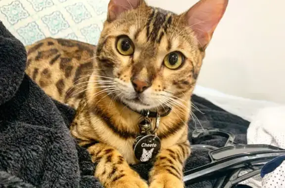 Lost Vocal Bengal Cat in Riverstone NSW - Help!