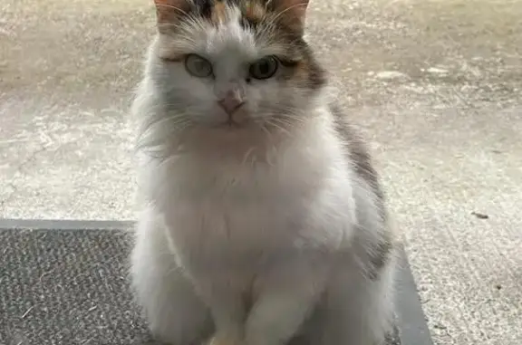 Chatte tricolore perdue, douce - La Haute - photo