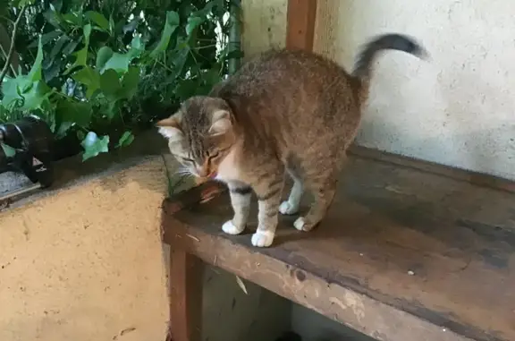 Chatte trouvée à Pau, sociable - photo