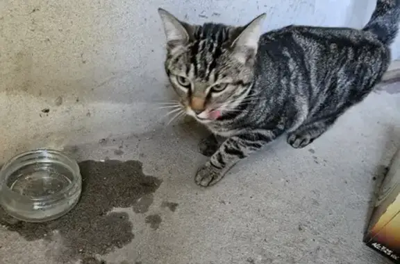 Chat tigré sociable trouvé à Curzon - photo