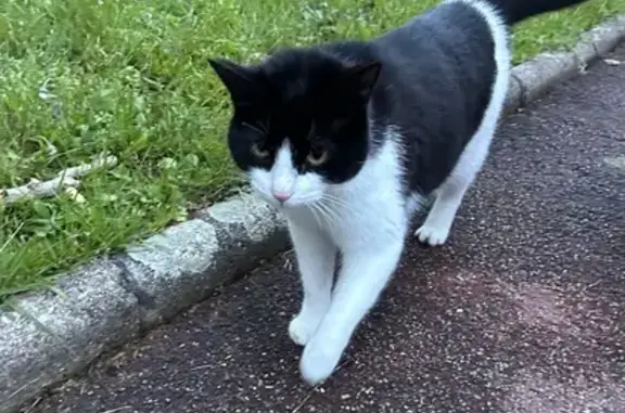 Chat noir et blanc perdu - photo