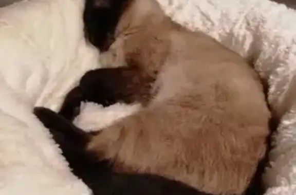Chat perdu, Peyrat-de-Bellac, photo: Chat siamois Omaley disparu