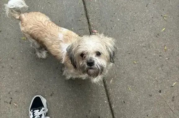 Found Young Male Dog Near Drexel, Chicago!