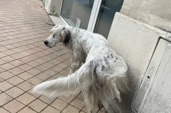 Chien Setter perdu, œil aveugle - photo
