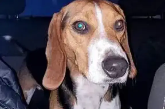 Animaux trouvés , photo: Chien beagle perdu - Hardinvast