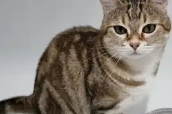 Chat perdu, Le Cannet, photo: Chatte noire/marron perdue - Le Cannet