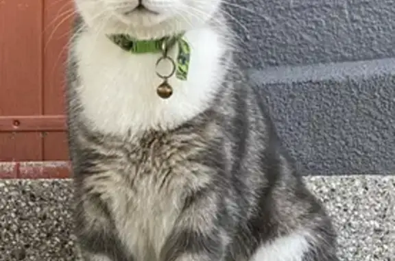 Animaux perdus Hœnheim, photo: Chat gris tigré mâle perdu à Hœnheim