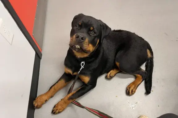 Lost Rottie Puppy in New Castle - Help Find Him!
