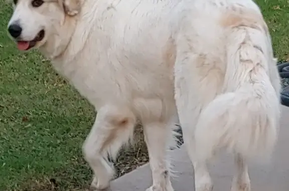 Lost Great Pyrenees in Claremore - Help!