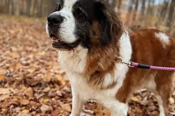 Lost Senior Saint Bernard Mix - Help Find Her!