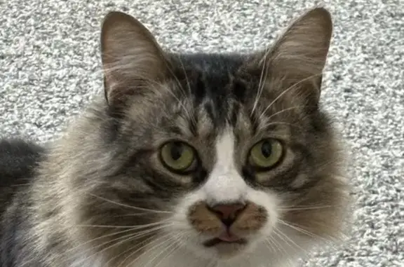 Lost Tabby Cat - Grey & White | Somerset Ave, Detroit