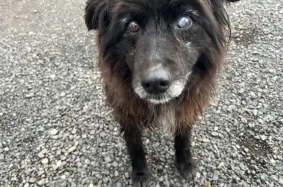 Chien âgé blessé trouvé à Saint-Front - photo
