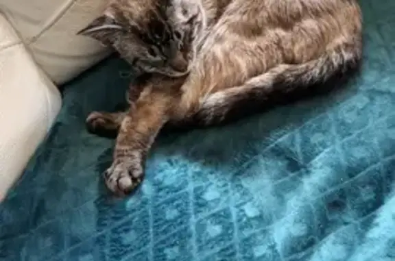 Chat trouvé Brech, photo: Chat maigre trouvé à Brech