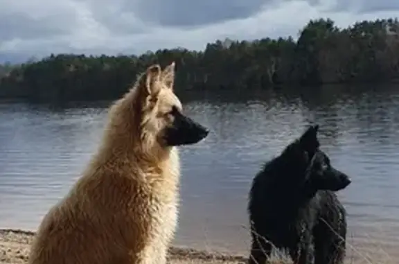 Animaux perdus , photo: Chien et chiot perdus à Ars