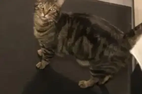 Animaux perdus , photo: Chat Scott tigré perdu à Maltot