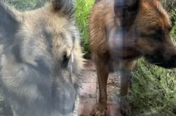 Deux bergers mâles perdus D18 - photo
