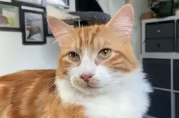 Chat perdu, Corbeil-Essonnes, photo: Chat roux perdu à Corbeil-Essonnes