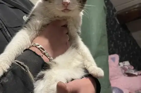 Chat émacié trouvé à La Mare, Meaucé - photo