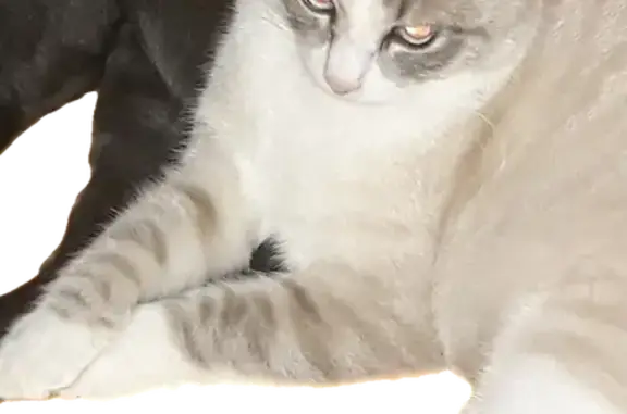 Animaux perdus , photo: Chat siamois perdu à Saint-Langis