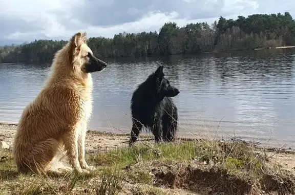 Animaux perdus , photo: Alerte: Deux chiens perdus à Semenon