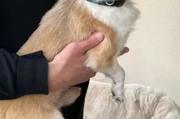Chien trouvé , photo: Chien mâle blanc/fauve trouvé