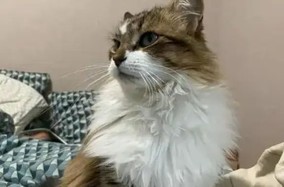 Animaux perdus Nîmes, photo: Chat tricolore perdu à Nîmes