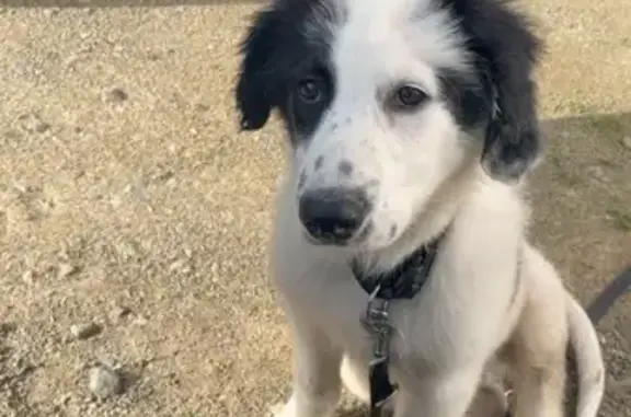Chiot noir et blanc perdu - photo