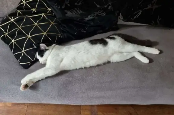 Chat perdu, Rueil-Malmaison, photo: Chat blanc tacheté perdu - Rueil