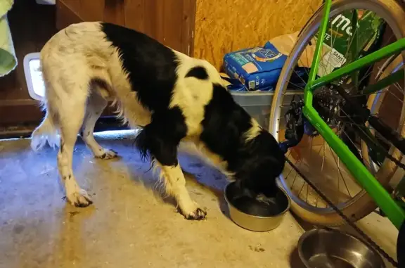Setter Anglais affamé trouvé - photo