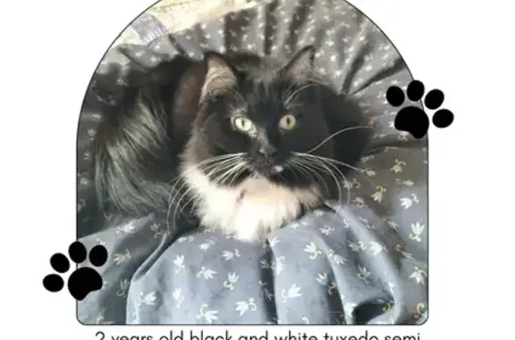 Lost Tuxedo Cat: Pink Collar - 2418 Dumbarton