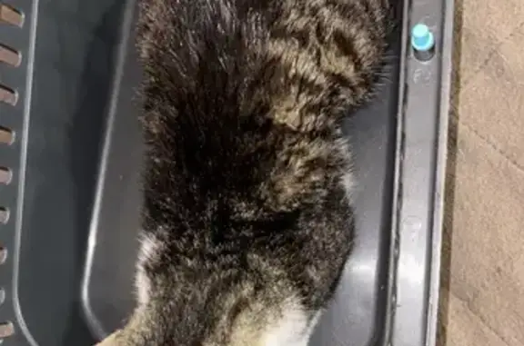 Chat blessé cherche maître - photo