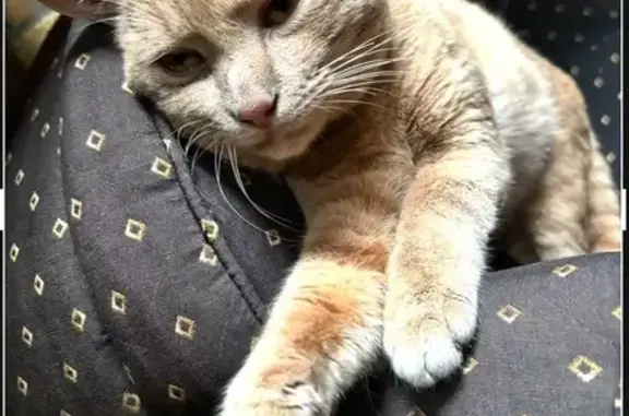 Avis de recherche: Chat roux - photo