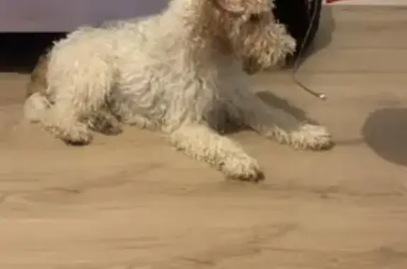 Chien Airedale trouvé à Larressore - photo