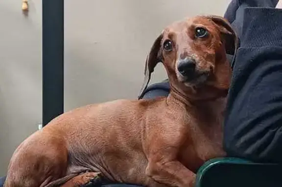 Lost Mini Dachshund in Elsies River - Help!