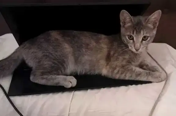 Lost Silver Kitten in Cape Town - Help!