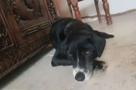 Chien noir/blanc aux yeux vairons trouvé - photo