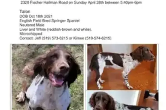 Lost Field Springer Spaniel - Help Us Find Him!