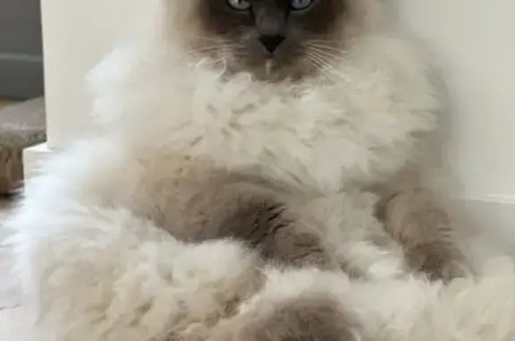 Animaux perdus Laval, photo: Chat Birman blanc/gris perdu à Laval