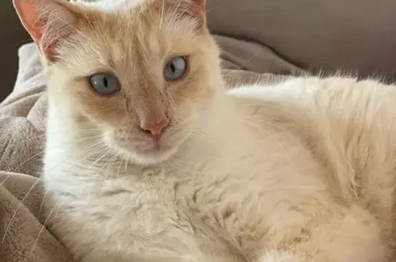 Animaux perdus Tournon-sur-Rhône, photo: Chat Siamois Croisé Perdu