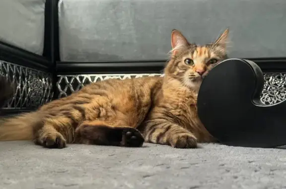 Animaux perdus Schiltigheim, photo: Chat tigré perdu à Schiltigheim