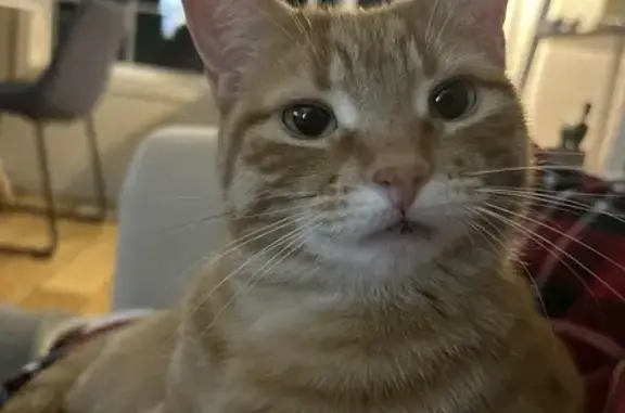 Lost Tabby Cat: Orange, Freckled, Waterloo!