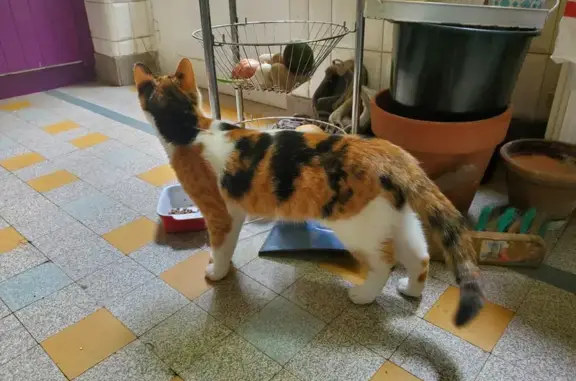Chatte perdue trouvée à Sarlat - photo