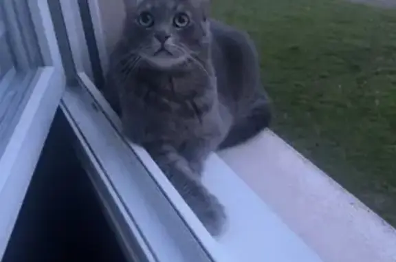 Animaux perdus Belfort, photo: Chat Rudy tigré perdu à Belfort