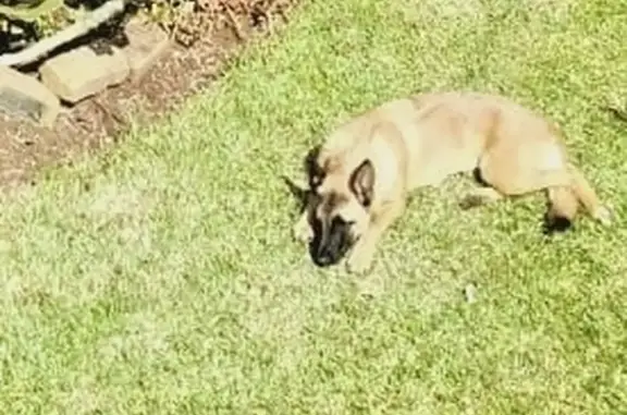 Lost Female Malinois - Cream/Brown, Gauteng