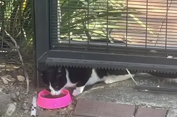 Found Young Tuxedo Cat - Brodigan St, Benoni!