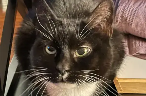 Lost Tuxedo Cat in Marietta - Help Find Her!