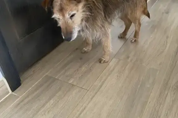 Chien mâle perdu à Yffiniac - photo
