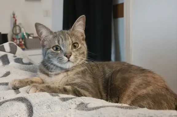 Animaux perdus Ham, photo: Avis de recherche: Nala, chat gris