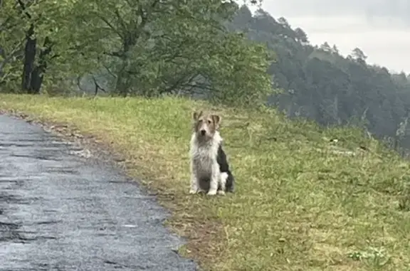Chien tricolore perdu près de la N106 - photo